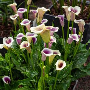 Arum Zantedeschia Picasso (x1)
